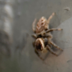 Maratus griseus at Mount Ainslie - 7 Dec 2023