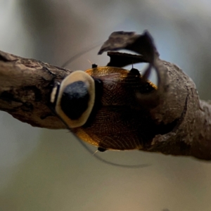 Ellipsidion australe at Mount Ainslie - 7 Dec 2023