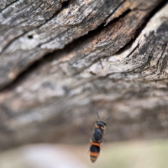 Unidentified Potter wasp (Vespidae, Eumeninae) at Ainslie, ACT - 7 Dec 2023 by Hejor1