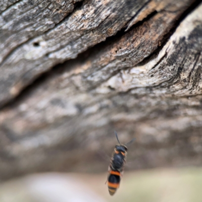 Unidentified Potter wasp (Vespidae, Eumeninae) at Ainslie, ACT - 7 Dec 2023 by Hejor1