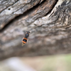 Williamsita sp. (genus) at Mount Ainslie - 7 Dec 2023 05:01 PM