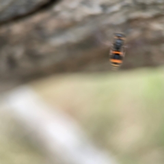 Williamsita sp. (genus) at Mount Ainslie - 7 Dec 2023