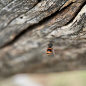 Williamsita sp. (genus) at Mount Ainslie - 7 Dec 2023