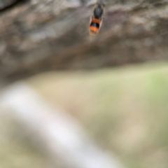 Williamsita sp. (genus) at Mount Ainslie - 7 Dec 2023