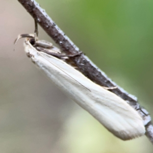 Philobota productella at Mount Ainslie - 7 Dec 2023