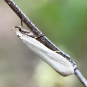 Philobota productella at Mount Ainslie - 7 Dec 2023