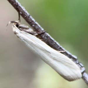 Philobota productella at Mount Ainslie - 7 Dec 2023