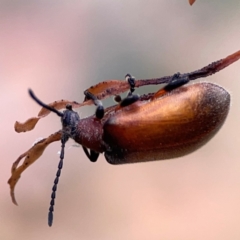 Ecnolagria grandis (Honeybrown beetle) at Ainslie, ACT - 7 Dec 2023 by Hejor1