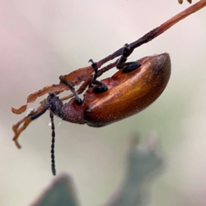 Ecnolagria grandis at Mount Ainslie - 7 Dec 2023