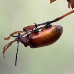 Ecnolagria grandis at Mount Ainslie - 7 Dec 2023