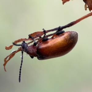 Ecnolagria grandis at Mount Ainslie - 7 Dec 2023