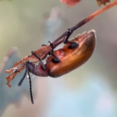 Ecnolagria grandis at Mount Ainslie - 7 Dec 2023