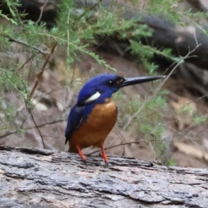 Ceyx azureus (Azure Kingfisher) at Moruya, NSW by LisaH