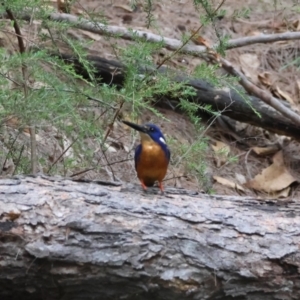 Ceyx azureus at Moruya, NSW - suppressed