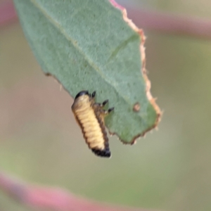 Paropsini sp. (tribe) at Mount Ainslie - 7 Dec 2023 04:56 PM