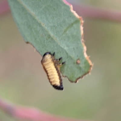 Paropsini sp. (tribe) (Unidentified paropsine leaf beetle) at Downer, ACT - 7 Dec 2023 by Hejor1
