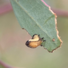 Paropsini sp. (tribe) at Mount Ainslie - 7 Dec 2023