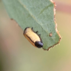 Paropsini sp. (tribe) at Mount Ainslie - 7 Dec 2023 04:56 PM