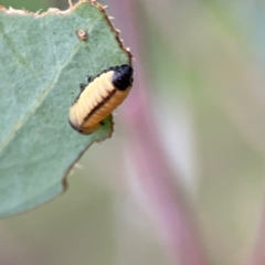 Paropsini sp. (tribe) at Mount Ainslie - 7 Dec 2023