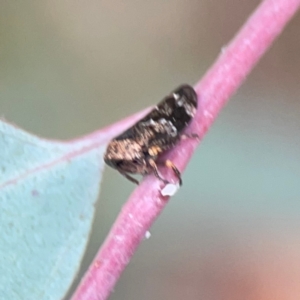 Eurypella tasmaniensis at Mount Ainslie - 7 Dec 2023