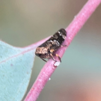 Eurypella tasmaniensis (Eurypella tasmaniensis) at Ainslie, ACT - 7 Dec 2023 by Hejor1