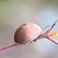Trachymela sp. (genus) (Brown button beetle) at Ainslie, ACT - 7 Dec 2023 by Hejor1