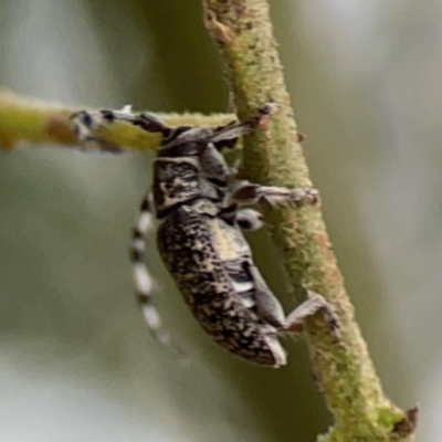 Ancita sp. (genus) (Longicorn or longhorn beetle) at Ainslie, ACT - 7 Dec 2023 by Hejor1
