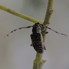 Ancita sp. (genus) at Mount Ainslie - 7 Dec 2023