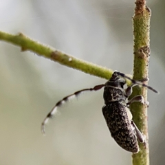 Ancita sp. (genus) at Mount Ainslie - 7 Dec 2023