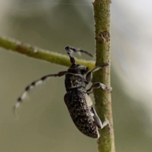 Ancita sp. (genus) at Mount Ainslie - 7 Dec 2023