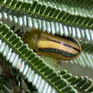 Calomela juncta at Mount Ainslie - 7 Dec 2023