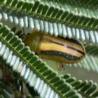 Calomela juncta (Leaf beetle) at Ainslie, ACT - 7 Dec 2023 by Hejor1