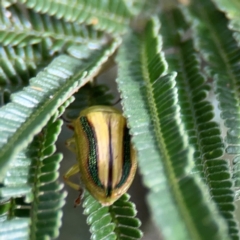 Calomela juncta at Mount Ainslie - 7 Dec 2023