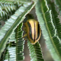 Calomela juncta at Mount Ainslie - 7 Dec 2023