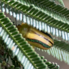 Calomela juncta at Mount Ainslie - 7 Dec 2023