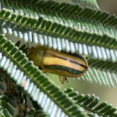 Calomela juncta at Mount Ainslie - 7 Dec 2023