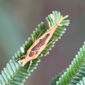 Thema brevivitella at Mount Ainslie - 7 Dec 2023 04:48 PM