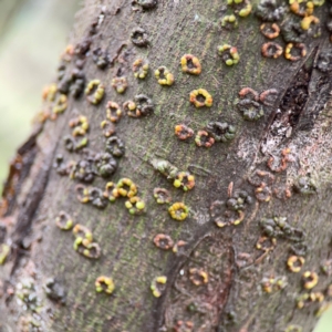 Unidentified Acacia Gall at suppressed by Hejor1