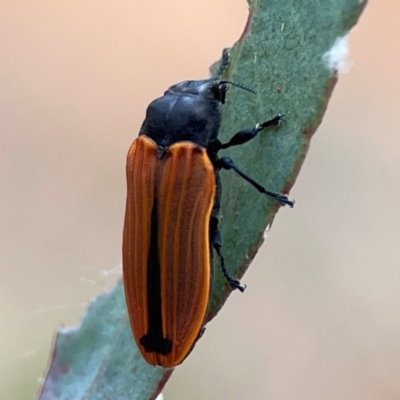 Castiarina erythroptera (Lycid Mimic Jewel Beetle) at Ainslie, ACT - 7 Dec 2023 by Hejor1