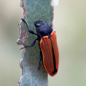 Castiarina erythroptera at Mount Ainslie - 7 Dec 2023