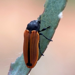 Castiarina erythroptera at Mount Ainslie - 7 Dec 2023