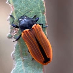 Castiarina erythroptera at Mount Ainslie - 7 Dec 2023