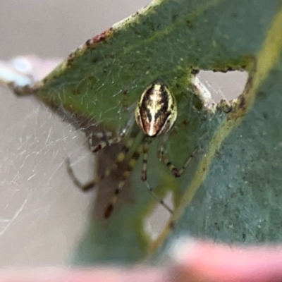 Theridion pyramidale at Mount Ainslie - 7 Dec 2023 by Hejor1