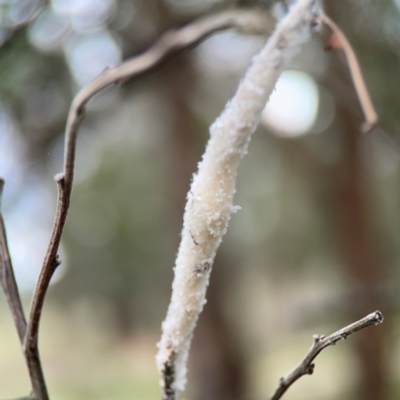 Servaea sp. (genus) at Mount Ainslie - 7 Dec 2023 by Hejor1