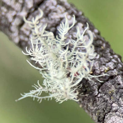 Usnea sp. (genus) (Bearded lichen) at Downer, ACT - 7 Dec 2023 by Hejor1
