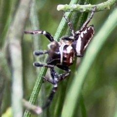 Opisthoncus nigrofemoratus (Black-thighed jumper) at Ainslie, ACT - 7 Dec 2023 by Hejor1