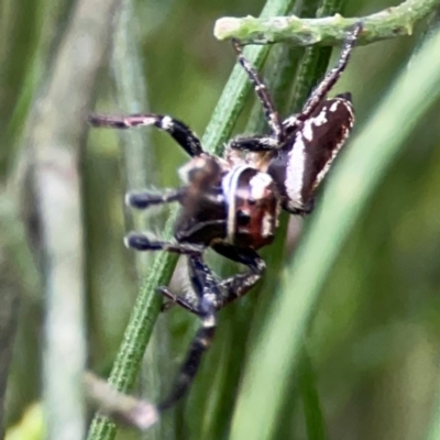 Opisthoncus nigrofemoratus (Black-thighed jumper) at Ainslie, ACT - 7 Dec 2023 by Hejor1