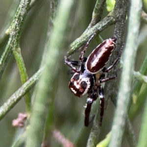 Opisthoncus nigrofemoratus at Mount Ainslie - 7 Dec 2023