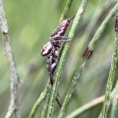 Opisthoncus nigrofemoratus at Mount Ainslie - 7 Dec 2023