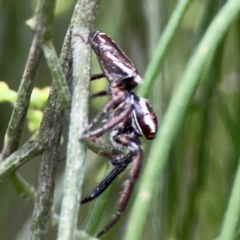 Opisthoncus nigrofemoratus at Mount Ainslie - 7 Dec 2023 04:22 PM